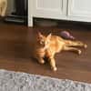 Dino sucht Dich