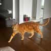 Dino sucht Dich
