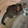 Peanut die Wasserratte