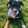 Sally sucht dringend ein neues Zuhause