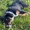 Sally sucht dringend ein neues Zuhause