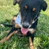 Sally sucht dringend ein neues Zuhause