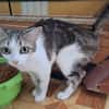 Sanfte, liebe Katze Noa