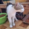 Sanfte, liebe Katze Noa