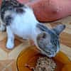 Sanfte, liebe Katze Noa