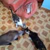 Sanfte, liebe Katze Noa