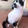 Lieber, geselliger Kater Lunaris
