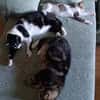 Lieber, geselliger Kater Lunaris