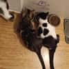 Lieber, geselliger Kater Lunaris