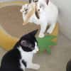 Liebe Katzenkinder Cali, Tina, Simon, Eddie