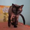 Freundlicher Kater Leo