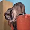Freundlicher Kater Leo