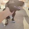 Junghund Balu sucht seine Familie