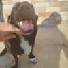 Junghund Balu sucht seine Familie