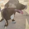 Junghund Balu sucht seine Familie