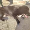 Junghund Balu sucht seine Familie