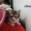 Aléas