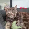 Chico