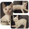 Kanga