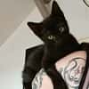 Spider [Chaton]