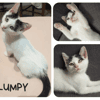 Lumpy