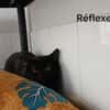 Réflexe