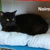 NOIROU