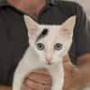 Blanca [Chaton]