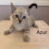 Azur