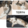 Tygrou