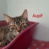 Aupif
