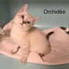 Orchydée