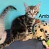 Ambre