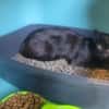 Miaou
