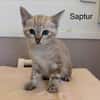 Saptur