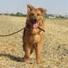 DIVA