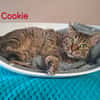 Cookie