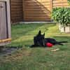 DRINGEND zuhause für Lana gesucht