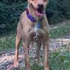 Ruby die anhängliche liebe Pinschermixdame / 82284