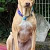 Ruby die anhängliche liebe Pinschermixdame / 82284