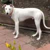 Lieber Galgo-Bodegueromischling Pinto