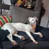 Lieber Galgo-Bodegueromischling Pinto