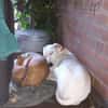 Lieber Galgo-Bodegueromischling Pinto