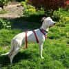 Lieber Galgo-Bodegueromischling Pinto