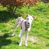 Lieber Galgo-Bodegueromischling Pinto