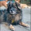 Senior Mischling sucht dringend ein Zuhause