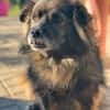 Senior Mischling sucht dringend ein Zuhause