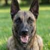 Netter Malinoisrüde Milosh sucht liebes Zuhause