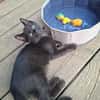 Howie und Remi suchen ein Zuhause mit Freigang