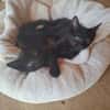 Howie und Remi suchen ein Zuhause mit Freigang
